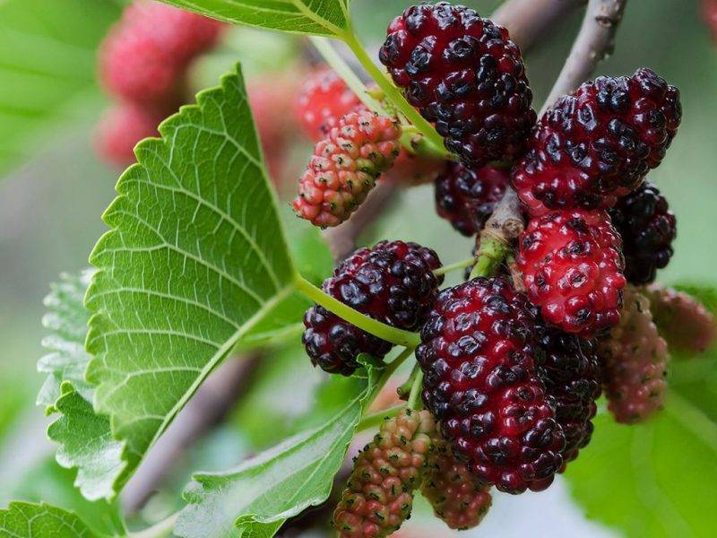 Шелковица купить саженцы из питомнике в Туймазах