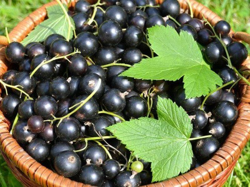 Смородина купить саженцы из питомника в Туймазах