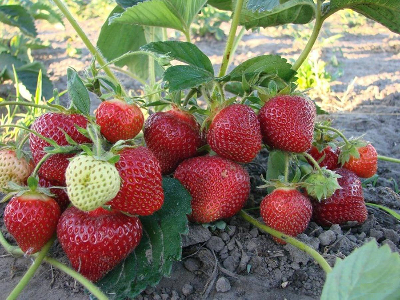 Клубника купить саженцы из питомника в Туймазах