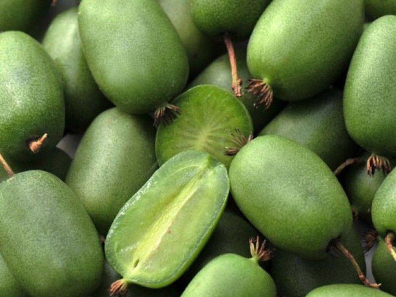 Актинидия купить саженцы из питомнике в Туймазах