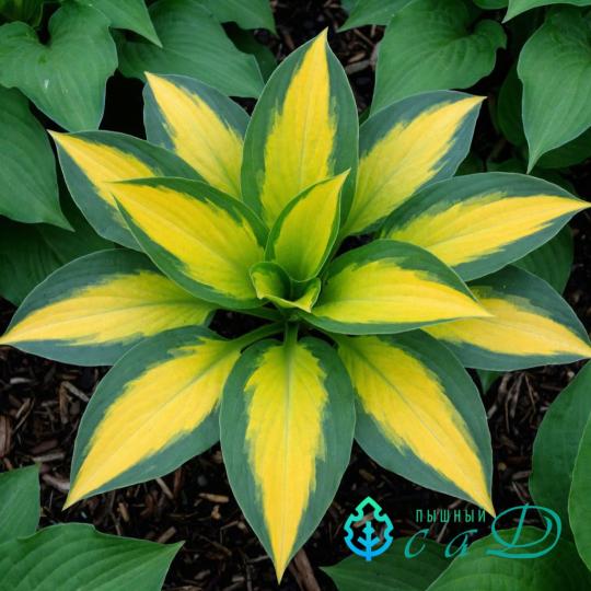 Хоста "ШАРМАН"