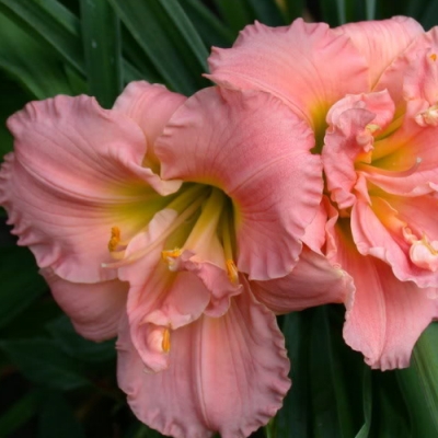 Лилейник "СИЛОАМ ДАБЛ КЛАССИК"