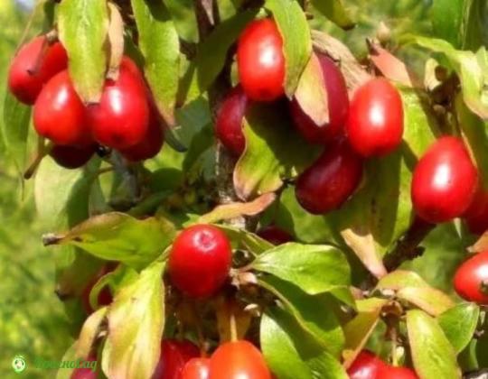 Кизил "ВЛАДИМИРСКИЙ"