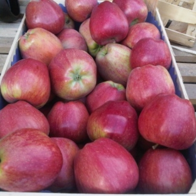 Яблоня "РЕД ЧИФ"
